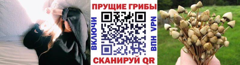 купить   Ладушкин  Псилоцибиновые грибы Cubensis 